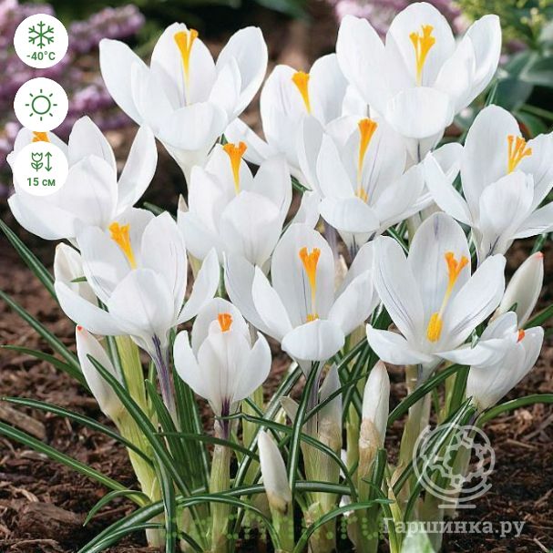 Крокус Жанна д*Арк 7/8 1шт (Садовита) 10шт/уп