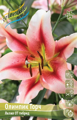 Лилия Олимпик Торч 12/14 1шт (КолЛайн) 5шт/уп