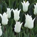 Тюльпан Баллада Уайт 1шт (КолЛайн) 3шт/уп