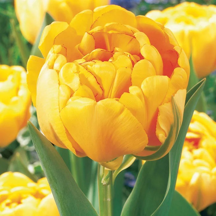 Тюльпан Йеллоу Помпонетт 1шт (КолЛайн) 8шт/уп