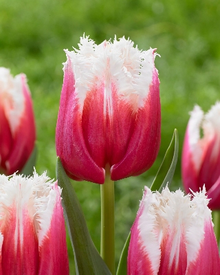 Тюльпан Сан Леандро 1шт (КолЛайн) 5шт/уп