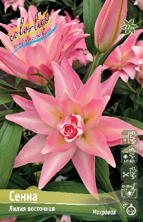 Лилия Сенна 12/14 1шт (КолЛайн) 5шт/уп
