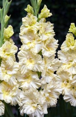 Гладиолус Распутин 10/12 1шт (КолЛайн) 8шт/уп