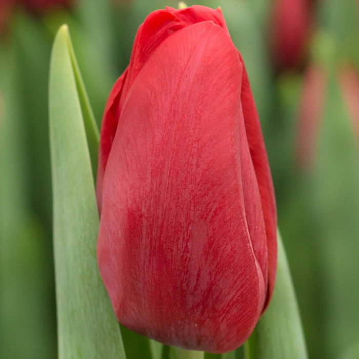 Тюльпан Дельта Рэд 11/12 1шт (Садовита) 10шт/уп