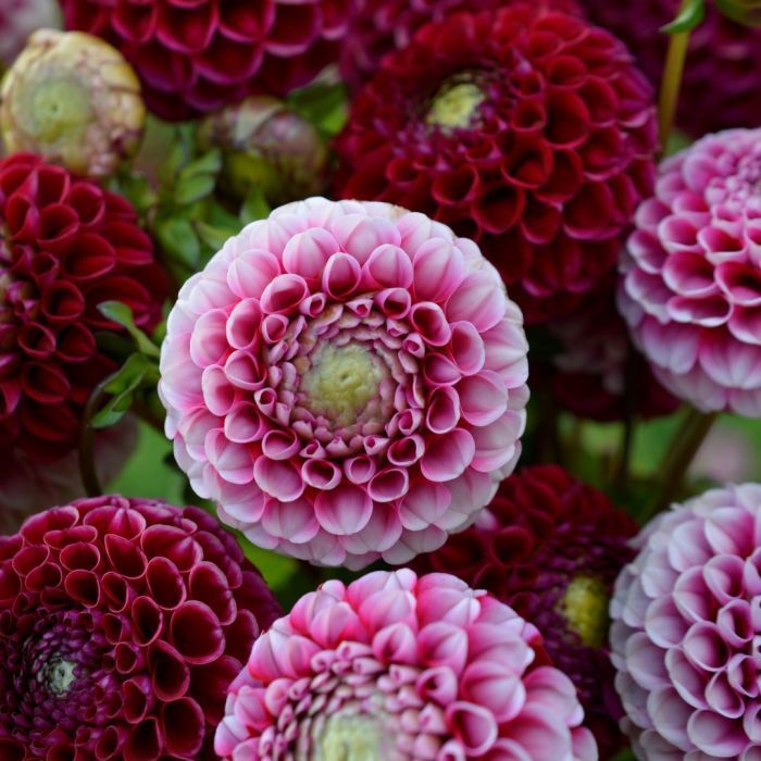 Георгина Шик А Ди Юс 1шт (КолЛайн)