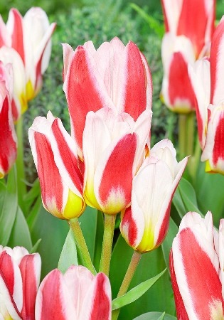 Тюльпан Флореста 1шт (КолЛайн) 8шт/уп