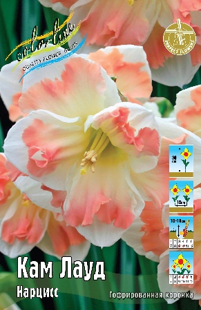 Нарцисс Кам Лауд 1шт (КолЛайн) 5шт/уп 