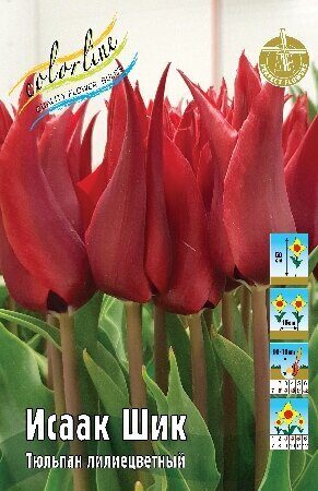 Тюльпан Исаак Шик 11/12 1шт (КолЛайн) 3шт/уп