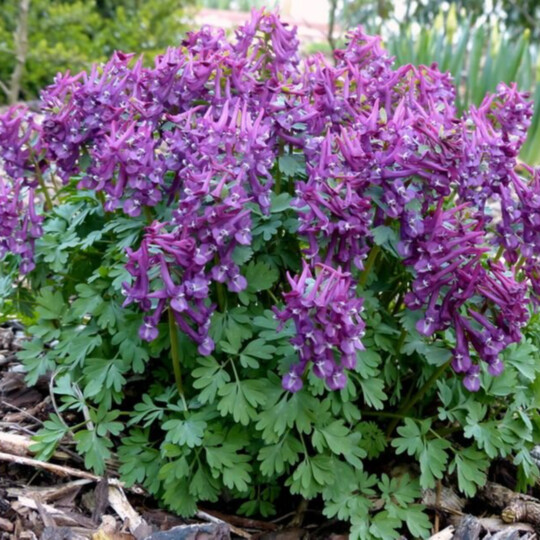 Хохлатка Пурпл Берт 1шт (КолЛайн) 5шт/уп