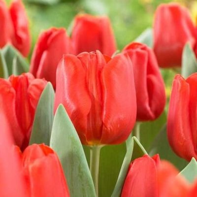 Тюльпан Эскейп 1шт (Садовита) 7шт/уп