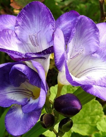 Фрезия Блу махровая 5/6 1шт (НК) 10шт/уп