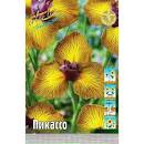 Ирис голландский Пикассо 1шт (КолЛайн) 8шт/уп