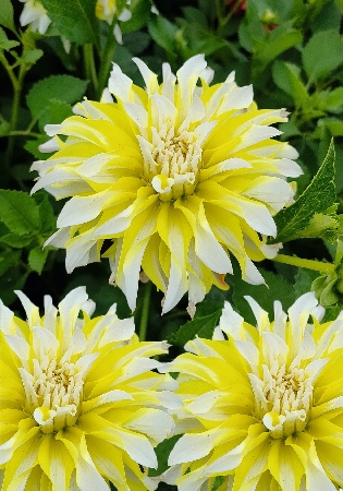 Георгина Калгари Флеймс 1шт (КолЛайн)