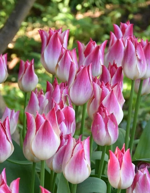 Тюльпан Висперинг Дрим 1шт (КолЛайн) 2шт/уп