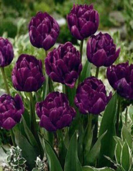 Тюльпан Роял Акрес 1шт (КолЛайн) 8шт/уп