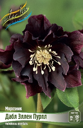 Морозник Дабл Эллен Пурпл 1шт (КолЛайн) 