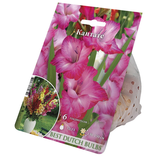 Гладиолус Кантате 12/14 1шт (НК) 6шт/уп