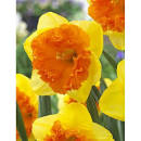 Нарцисс Брайт Корсаж 1шт (КолЛайн) 