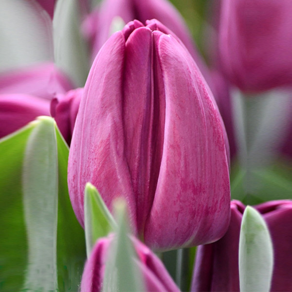 Тюльпан Буллит 11/12 1шт (Садовита) 10шт/уп