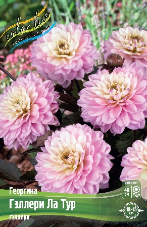 Георгина Гэллери Ла Тур 1шт (КолЛайн)