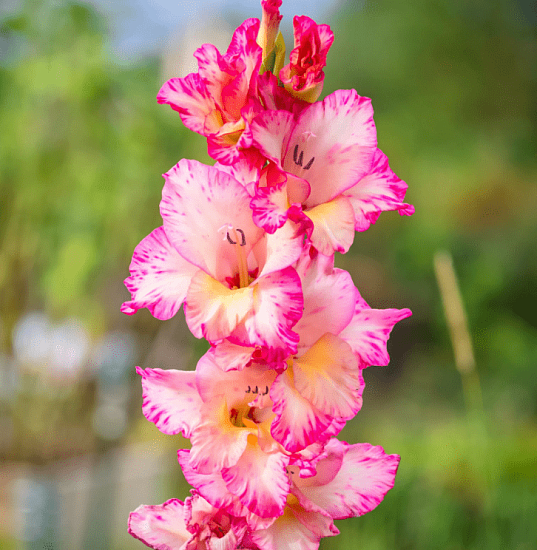 Гладиолус Присцилла 10/12 1шт (КолЛайн) 5шт/уп