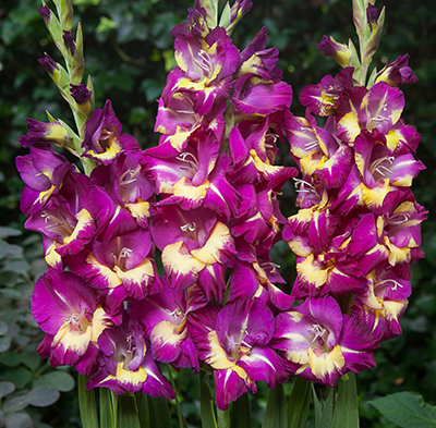 Гладиолус Сишор 10/12 1шт (КолЛайн) 8шт/уп