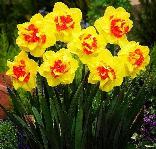 Нарцисс Вулканелло 1шт (КолЛайн) 3шт/уп