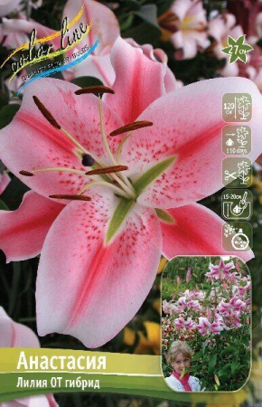 Лилия Анастасия 1шт 12/14 (КолЛайн)