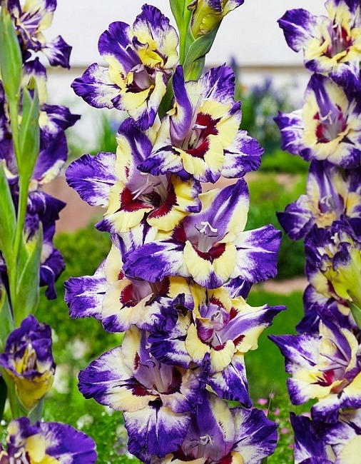 Гладиолус Циркус Клаб 12/14 1шт (КолЛайн) 5шт/уп