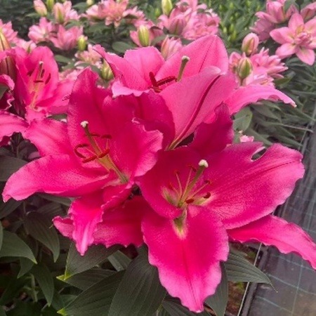 Лилия Либер Россо 1шт (КолЛайн) 2шт/уп