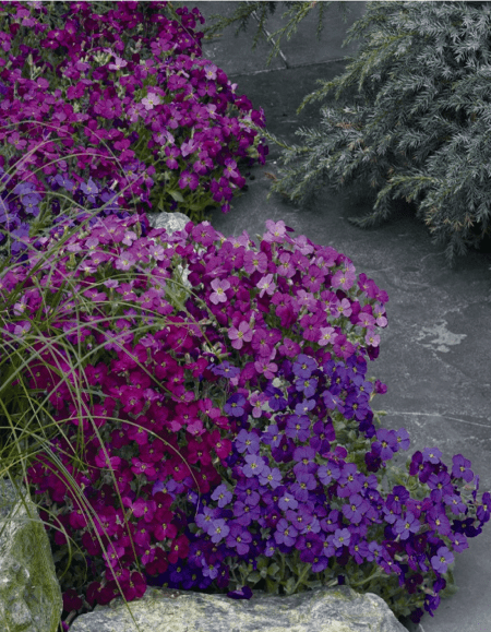 Обриета Весенняя красотка микс 0,05 ц/п (ПрСидс)