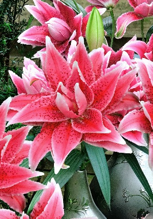 Лилия Roselily&Талита 12/14 1шт (КолЛайн)