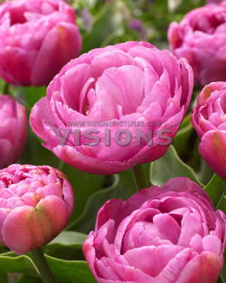 Тюльпан Балет 1шт (КолЛайн) 7шт/уп 