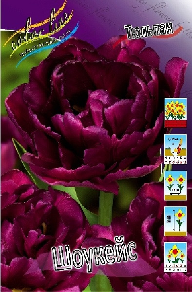 Тюльпан Шоукейс 1шт (КолЛайн) 8шт/уп махровый, ранний