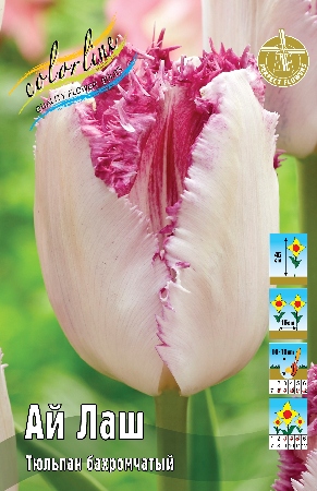 Тюльпан Ай Лаш 11/12 1шт (КолЛайн) 7шт/уп