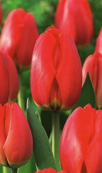 Тюльпан Ред Жоржетте 11/12 1шт (Садовита) 8шт/уп