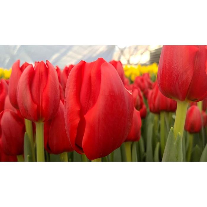 Тюльпан Ферст Прайс 11/12 1шт (Садовита) 8шт/уп