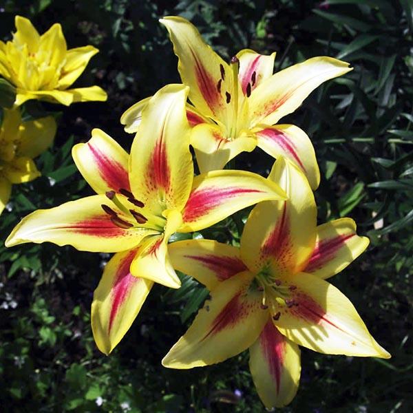 Лилия Санни Краун 12/14 1шт (КолЛайн) 5шт/уп ОА гибрид св.желтый