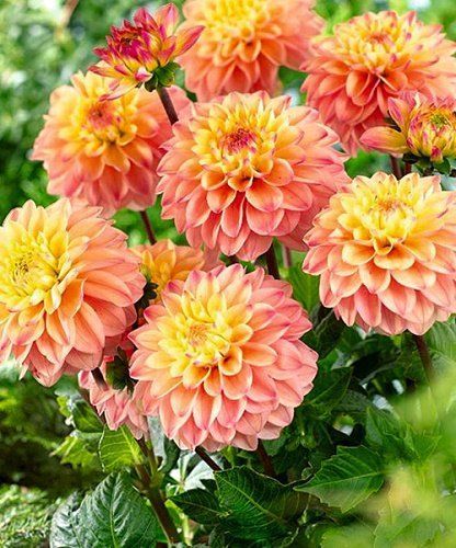 Георгина Принцесса Элизабет 1шт (КолЛайн)