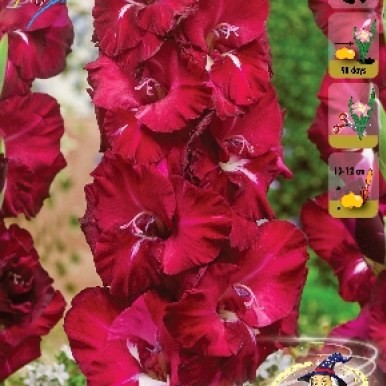 Гладиолус Халиси 10/12 1шт (КолЛайн) 8шт/уп