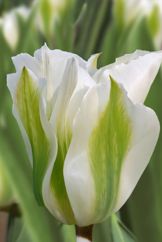 Тюльпан Спринг Грин 11/12 1шт Садовита (10шт/уп)