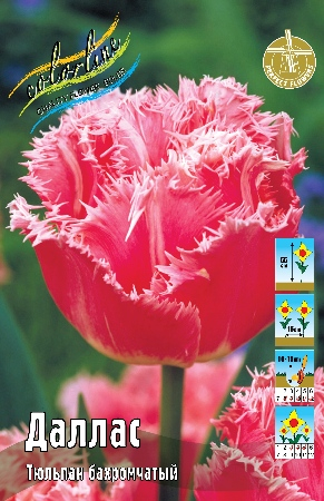 Тюльпан Даллас 1шт (КолЛайн) 10шт/уп