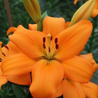 Лилия Равелло 12/14 1шт (КолЛайн) 7шт/уп