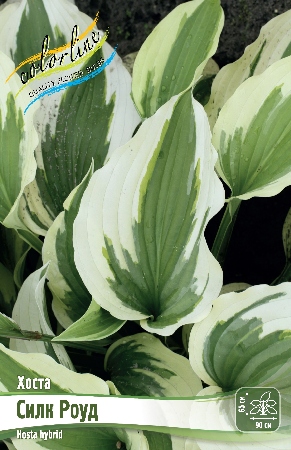 Хоста Силк Роуд 1шт (КолЛайн)