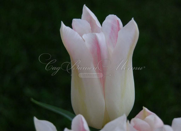 Тюльпан Холланд Чик 1шт (Садовита) 8шт/уп