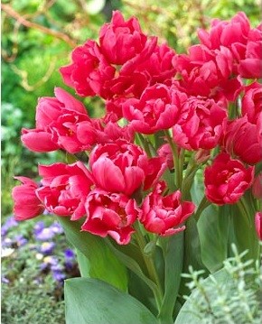 Тюльпан Маделон 1шт (КолЛайн) 8шт/уп