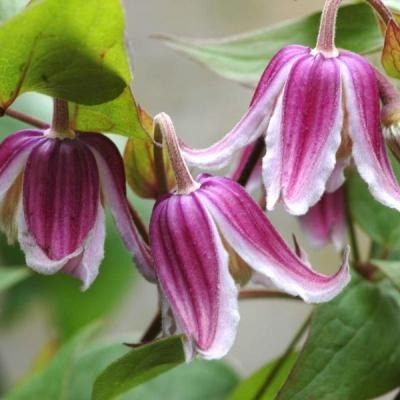 Клематис Ян Фопма 1шт (КолЛайн)