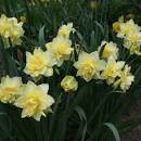Нарцисс Грейт Лип 12/14 1шт (КолЛайн) 5шт/уп 