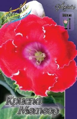 Глоксиния Криспа Метеор 1шт (КолЛайн) 2шт/уп