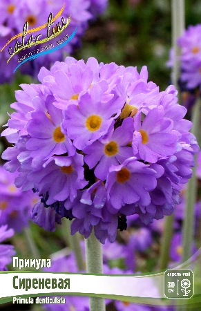 Примула Дентикулята Сиреневый 1шт (КолЛайн)